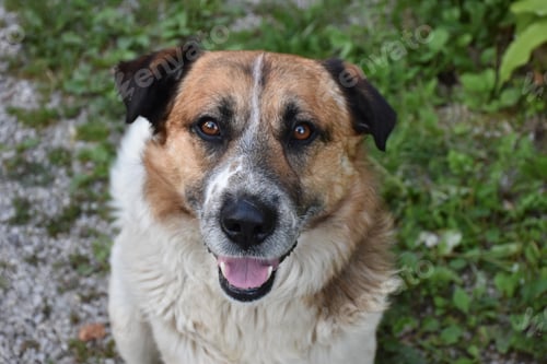 Preview: High angle portrait of cute dog in a field