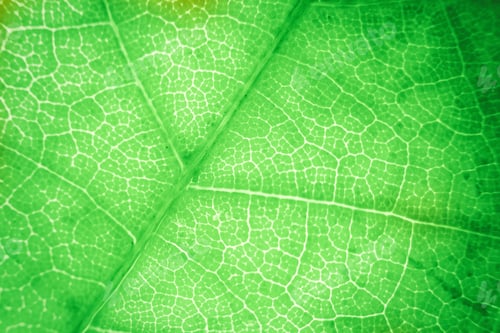 Preview: Macro photo of microscopic organic foliage. green leaf texture background
