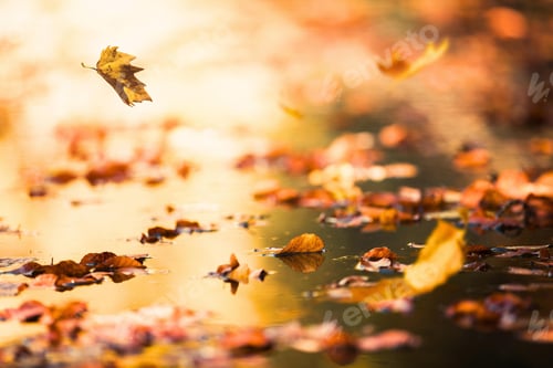 Preview: leaves, autumn, fall leaf, colours, overlay
