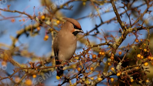 Preview: Bohemian waxwing (Bombycilla garrulus)