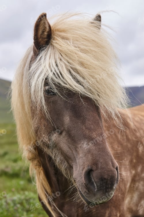 Preview: Icelandic wild horses grazing on the countryside. Icelandic breed animal