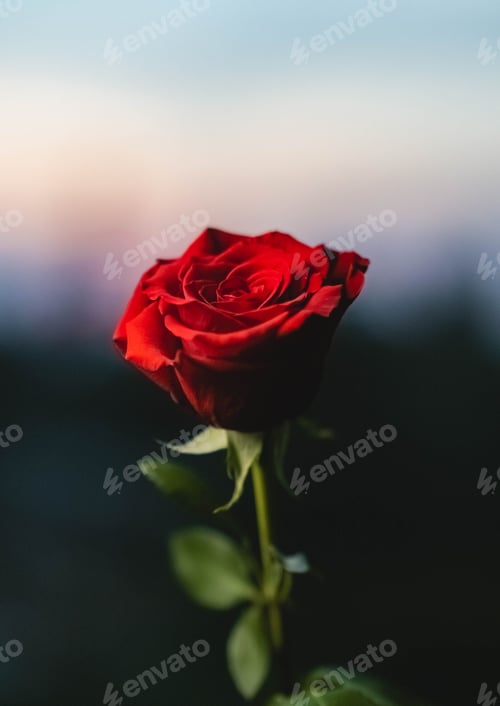 Preview: Closeup shot of a red rose with blurred background