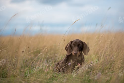 Preview: Adorable Dachshund Puppy Playing in the Grass