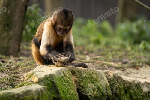 Preview: Playful monkey grins while holding a wooden branch in a lush tropical jungle