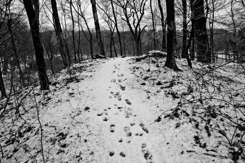Preview: Boston, Massachusett - January 16, 2012: Footprints of human footprints in the snow of a park.