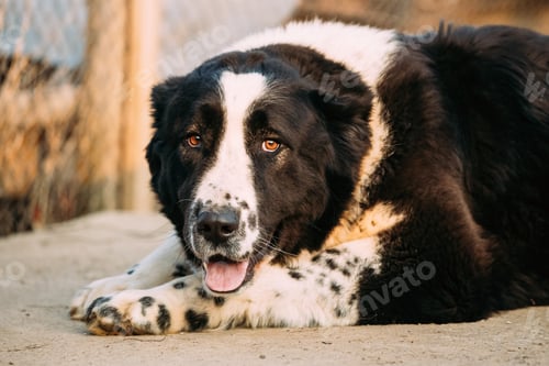 Preview: Central Asian Shepherd Dog. Alabai - An Ancient Breed From The R