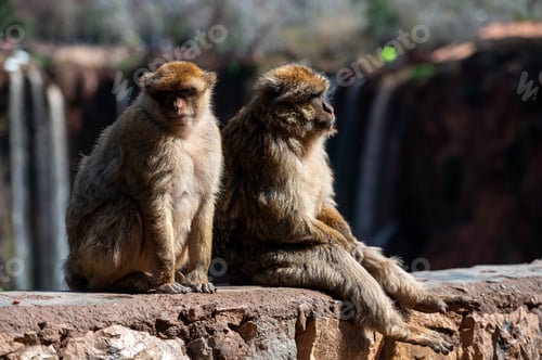 Preview: Baboons relax at the water's edge in Morocco on a sunny day near waterfalls