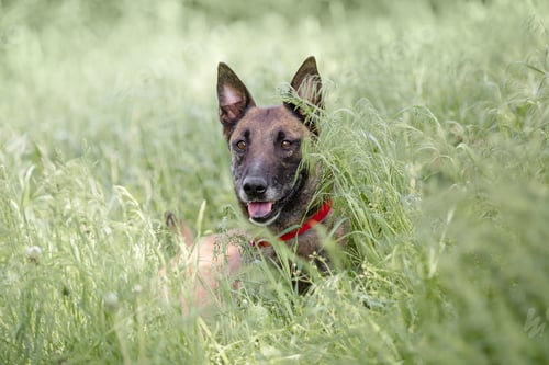 Preview: Belgian Shepherd Malinois running on the grass. Summertime. Happy dog on the walk