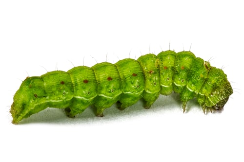 Preview: A close up of the green caterpillar, isolated on the white background