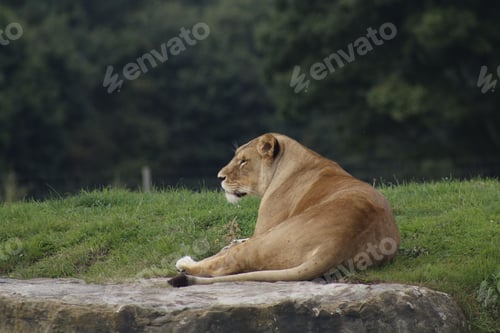 Preview: Powerful lion resting in a natural outdoor setting