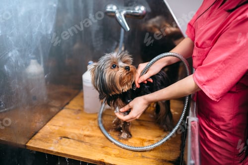Preview: Pet grooming, dog washing in groomer salon