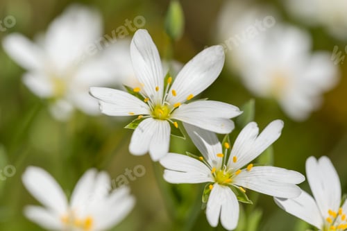 Preview: Springtime meadow flower Stellaria holostea