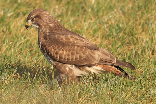 Preview: Closeup shot of a Common buzzard on the grass on a sunny day