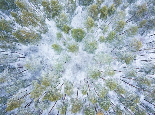 Preview: View from height to the winter forest covered with snow
