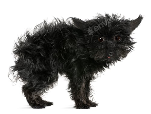 Preview: Chihuahua, 11 years old, with tousled hair standing in front of white background