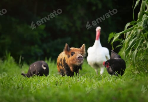 Preview: Small pig in front of a group of domestic animals in a rural field