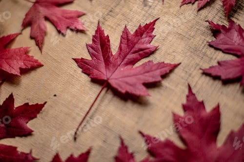 Preview: Red leaf surrounded by other leaves on textured wooden background