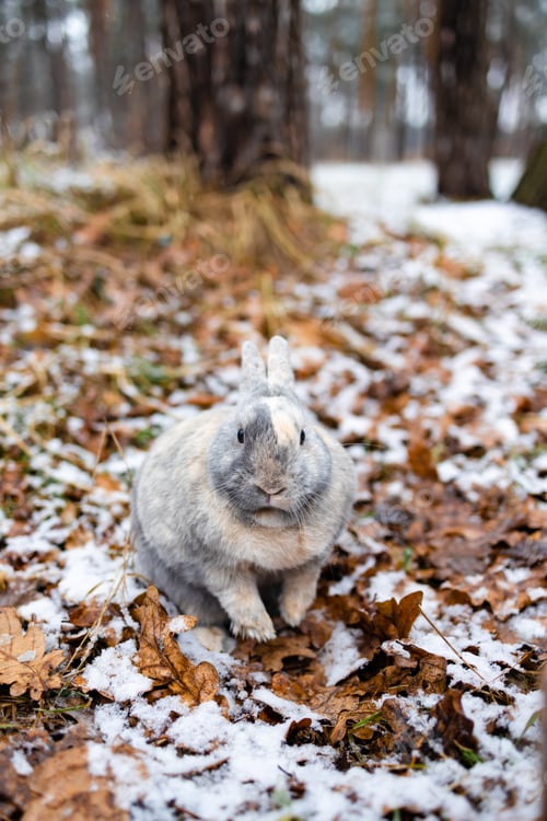 Preview: Eastern Cottontails Rabbit Sitting on Snow in Winter, Closeup Portrait
