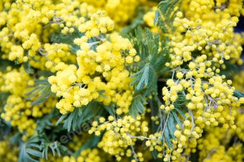 Preview: Mimosa spring flowers tree branch