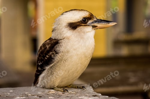 Preview: Kookaburra close up. Native Australian bird