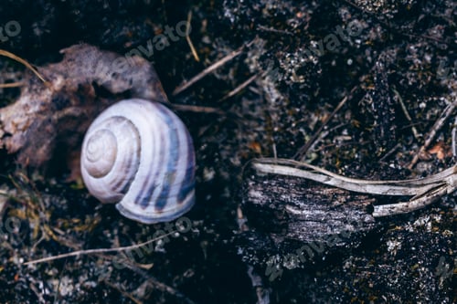 Preview: Macro shot of a snail on a blurred background