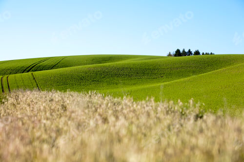 Preview: A wheat field and green crops on an undulating hillside