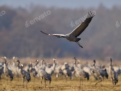Preview: Common crane (Grus grus)