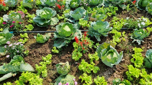 Preview: Community kitchen garden. Raised garden beds with vegetable community garden Thailand Mekong river