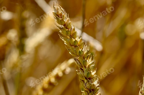 Preview: wheat, field, food, cereal, crop, plant, farm, nature, bread, summer, farming, agriculture, ripe, co