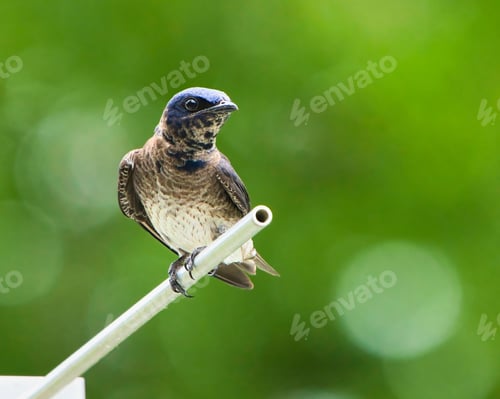 Preview: Close-up of a female purple martin perched on a metal rod with a green background. Dover, Tennessee