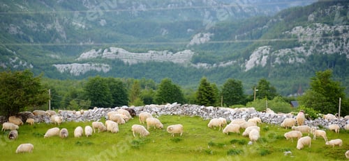 Preview: Flock of sheep with red marks on backs are grazing on pasture in a mountain valley. Banner