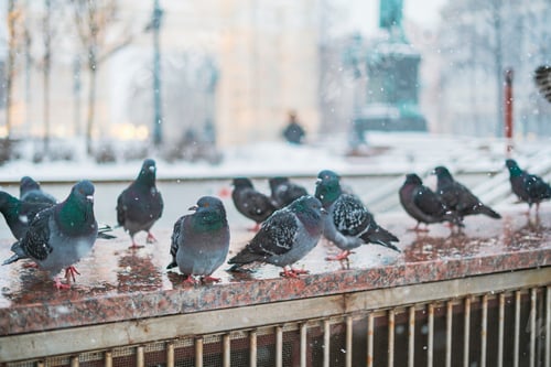 Preview: brave pigeons survive in city in winter season b