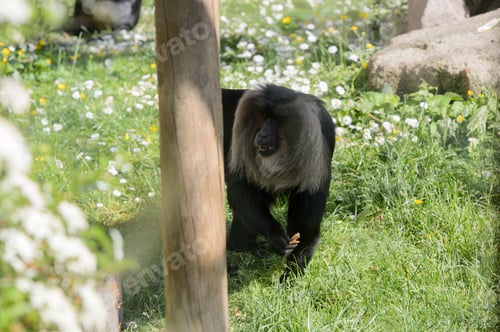 Preview: Baboons