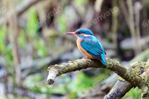 Vorschau: Eisvogel (Alcedo atthis)
