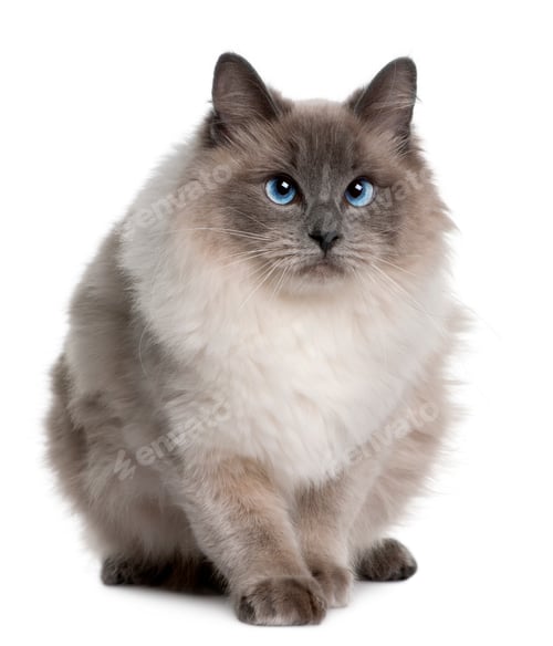 Preview: Ragdoll (1 year old)