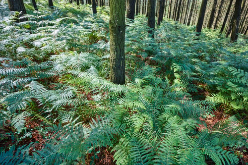Preview: Green forest sorrounded by fern leaves. Lush foliage environment. Nobody