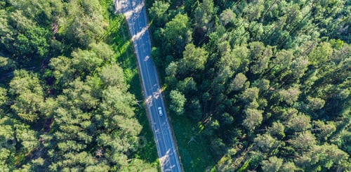 Preview: Green forest aerial drone view.