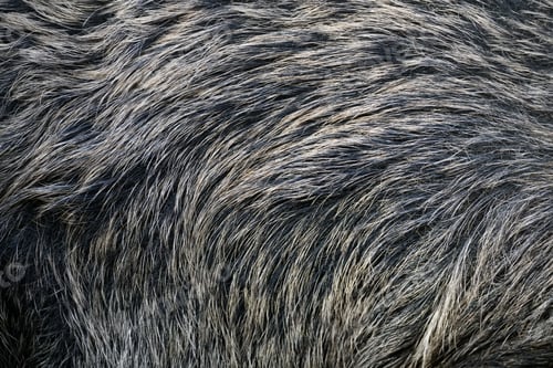 Preview: Texture of a skin of a wild boar as background
