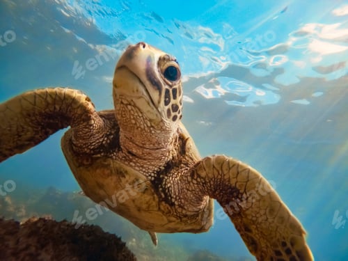 Preview: Green sea turtle