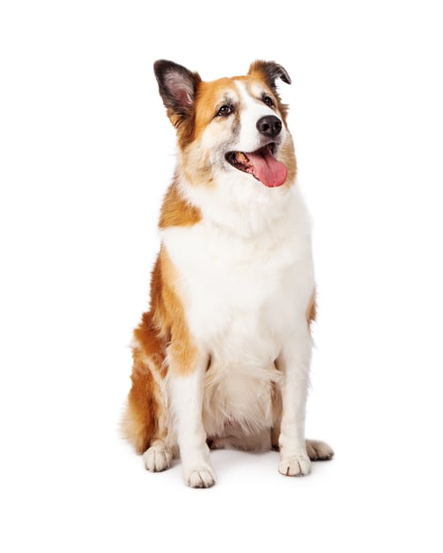 Preview: Shetland Sheepdog mix sitting looking up