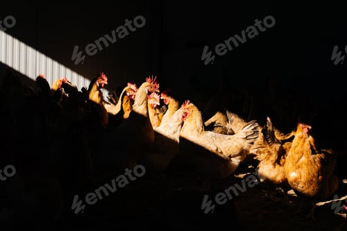 Preview: Flock on hens in a barn in bright sun beam with dark background