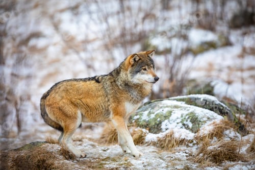 Preview: Focused beautiful wolf in the forest in early winter