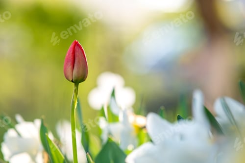 Preview: Bright red tulip flower growing in spring garden