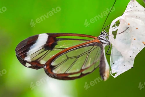 Preview: Macro shot of a beautiful glasswing butterfly on a plant