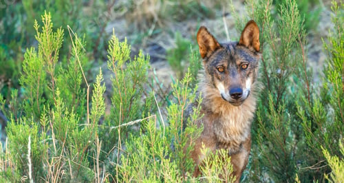 Preview: Iberian Wolf, Zamora, Spain