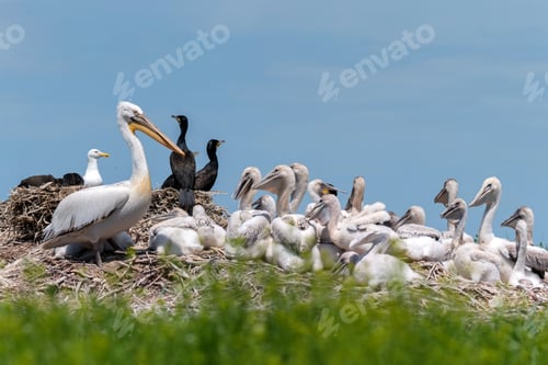 Preview: Dalmatian pelican and great cormorant nest colony