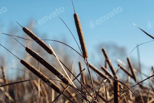 Preview: dry reeds in sunny day