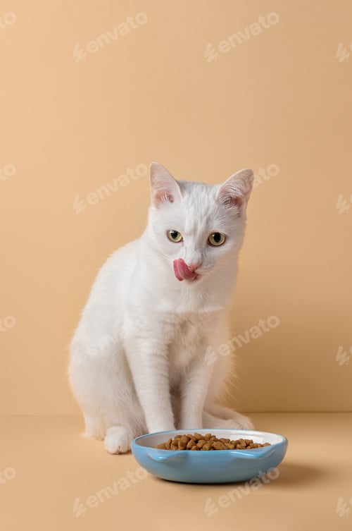 Preview: Beautiful white cat sitting next to a food bowl on a beige background, concept. Feeding a pet.