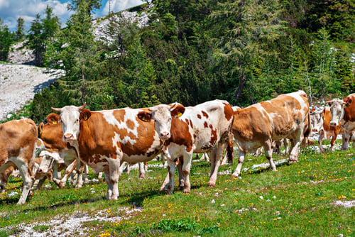 Preview: Brown and white cattle herd in Slovenian Alps mountain pasture