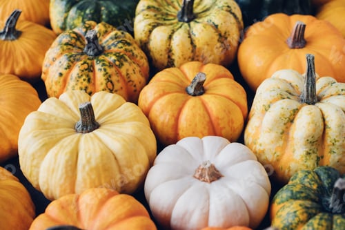Preview: Colorful pumpkins.